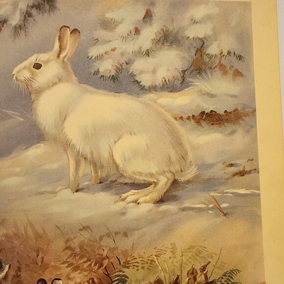 The Snowshoe Rabbit - Walter Alois Weber - 1934 - Picture 2 of 5